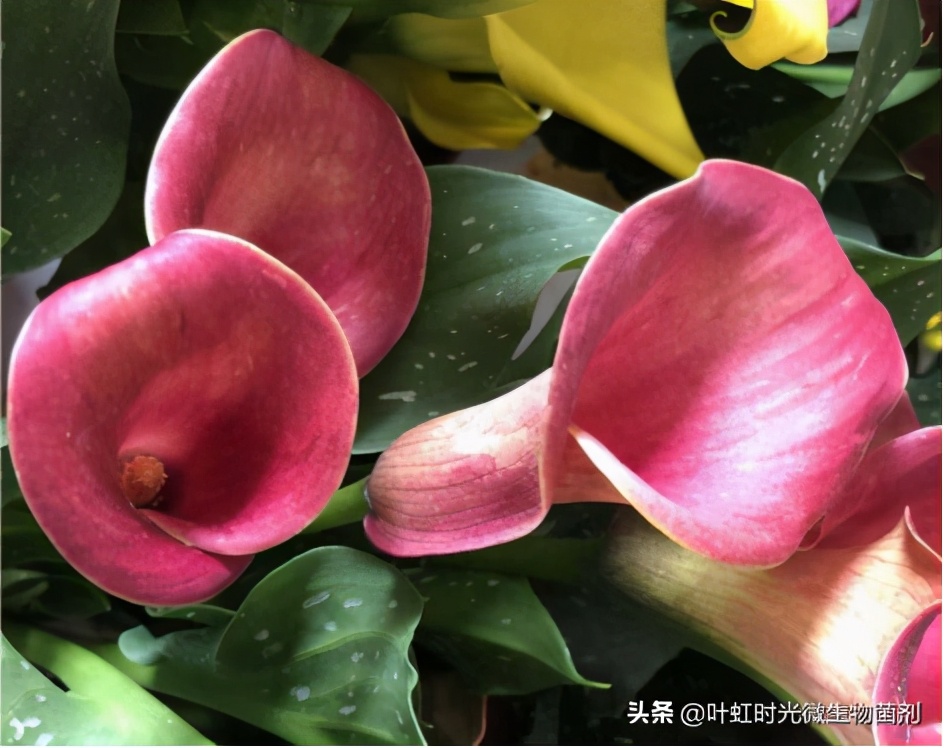 形假实真马蹄莲、叶绿花娇竞妖艳