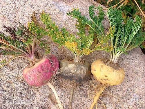 玛咖真的有用吗有科学依据吗,玛咖是真有效还是炒作