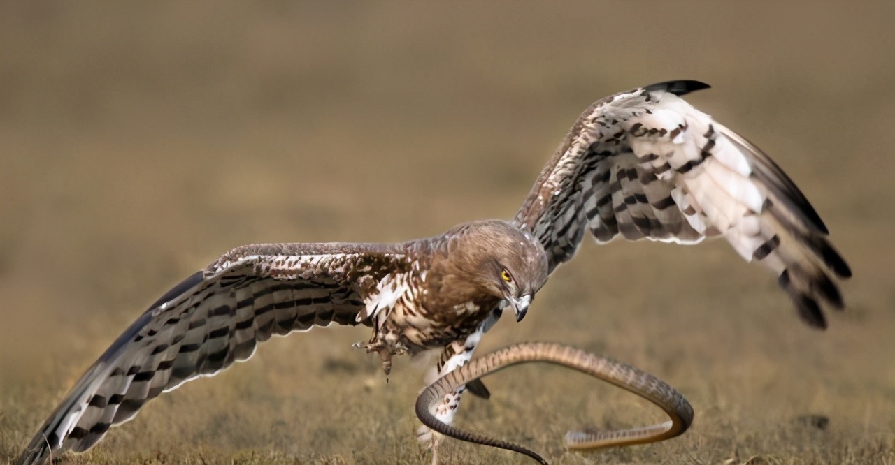 中国吞蛇吐火奇人有哪些,抓蛇高手的捕蛇方法