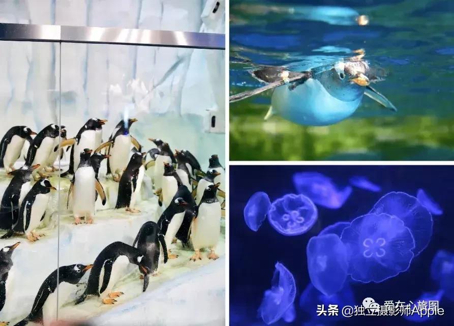 香港海洋公园自由行游玩攻略,香港旅游攻略香港海洋公园