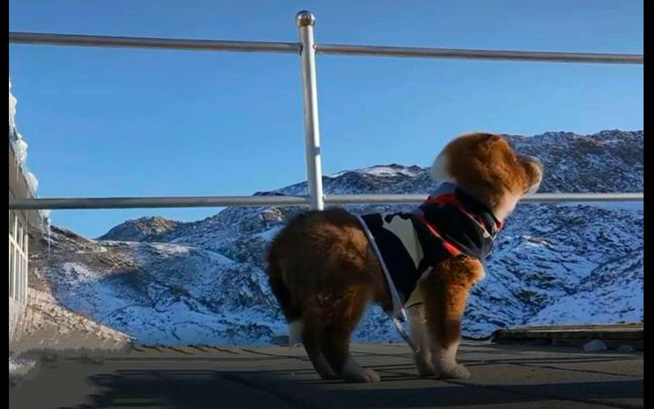 一只流浪狗被士兵救了电影,一只被救的小狗