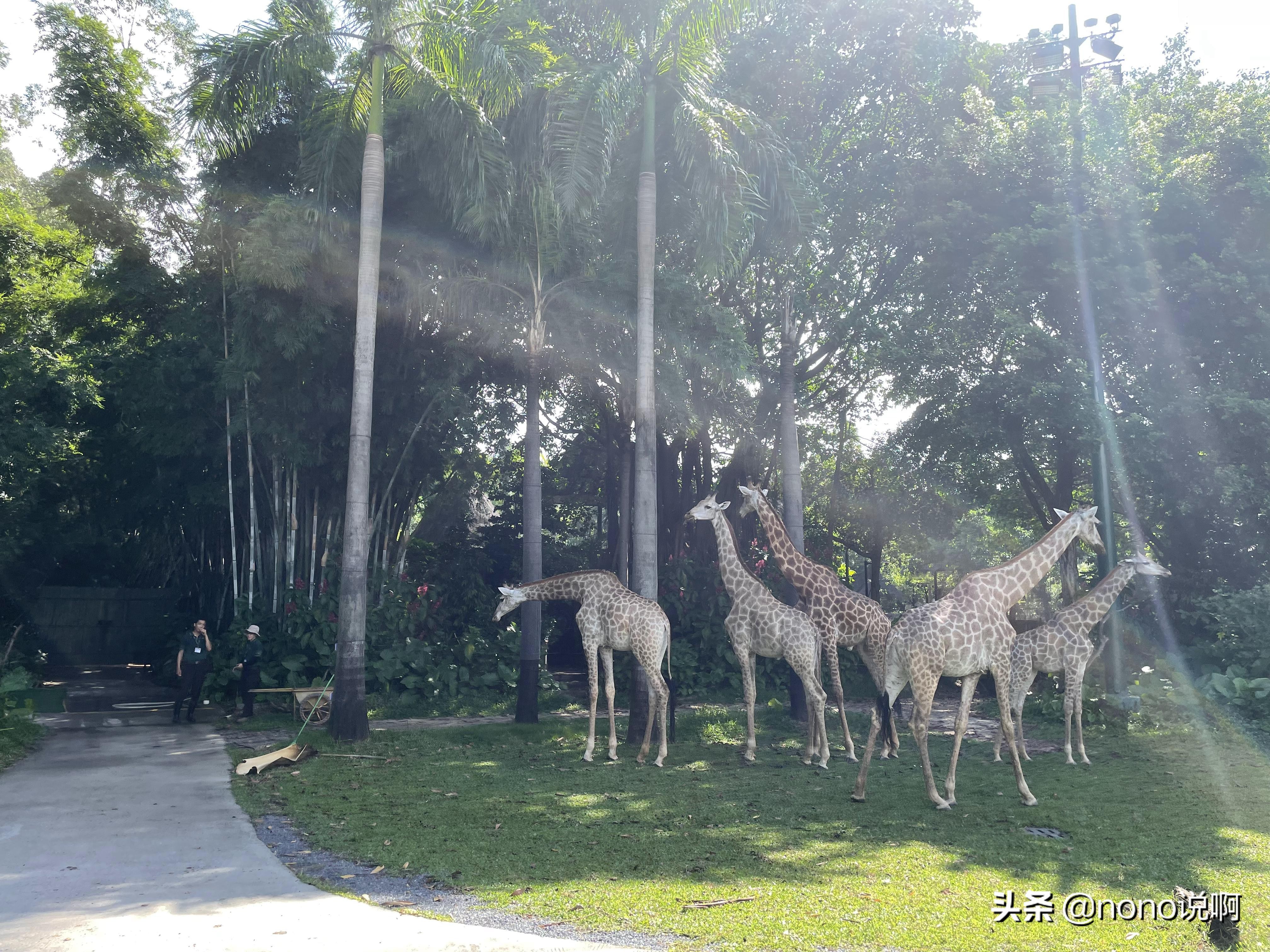 广州长隆野生动物园亲子旅游攻略,11月广州长隆野生动物园游玩攻略