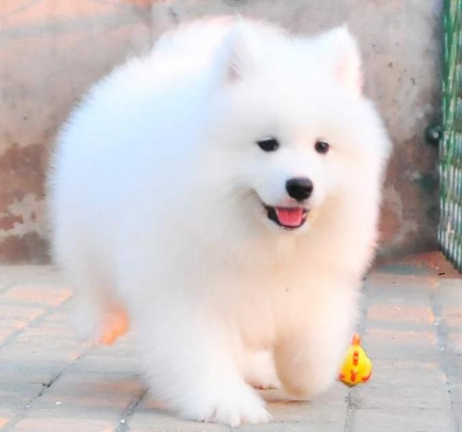 雪橇三傻萨摩耶如何训练抓野兽,萨摩耶雪橇三傻