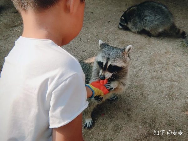 野生动物园长隆游玩攻略,野生动物园长隆攻略图片