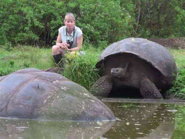 目前世界体型最大的龟是什么龟,迄今为止世上最大的龟是哪种龟