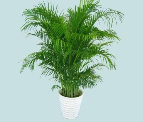 车间办公室盆栽布置照片,办公室的大盆栽图片大全