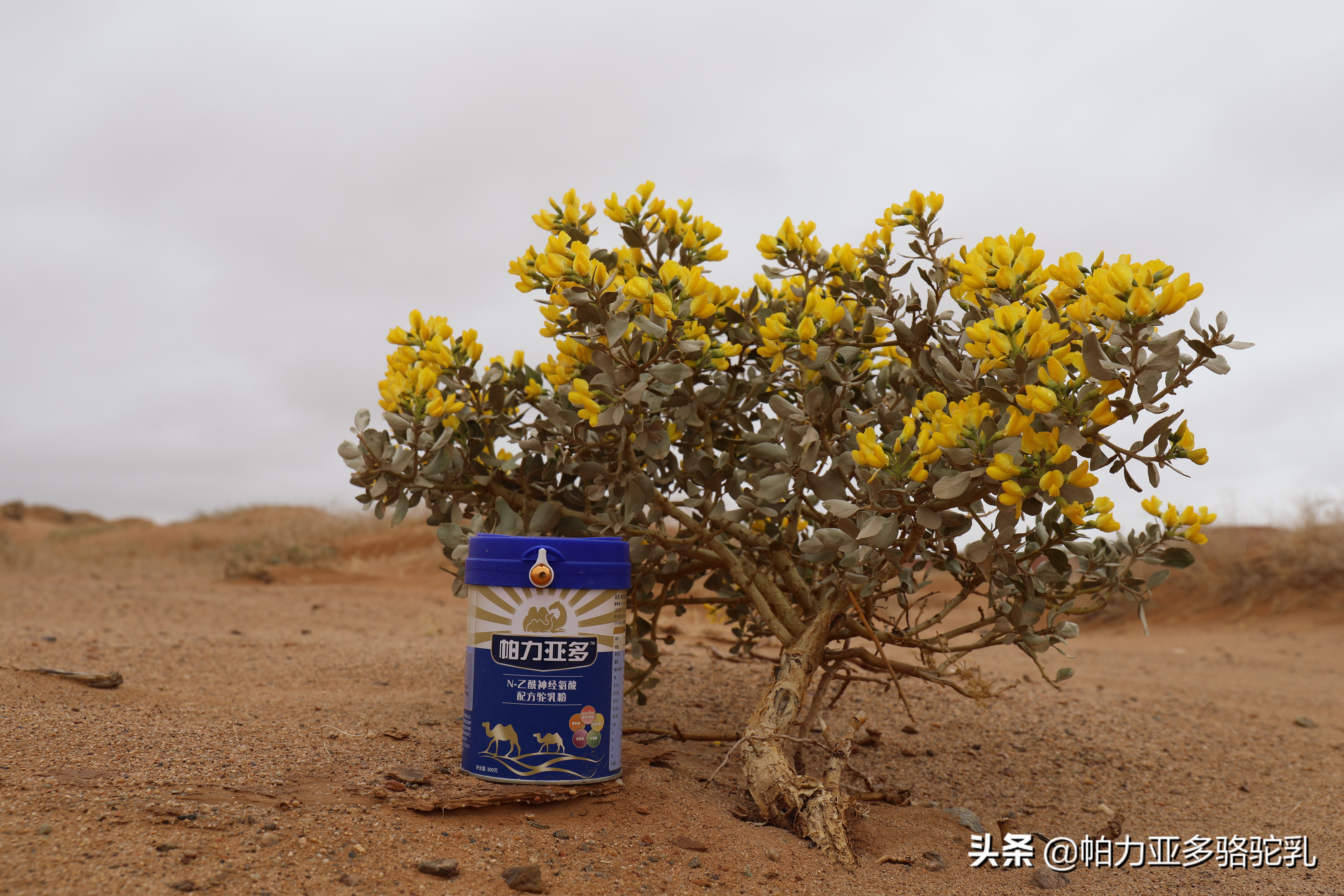 骆驼奶粉品牌,骆驼奶粉品牌排名前十名