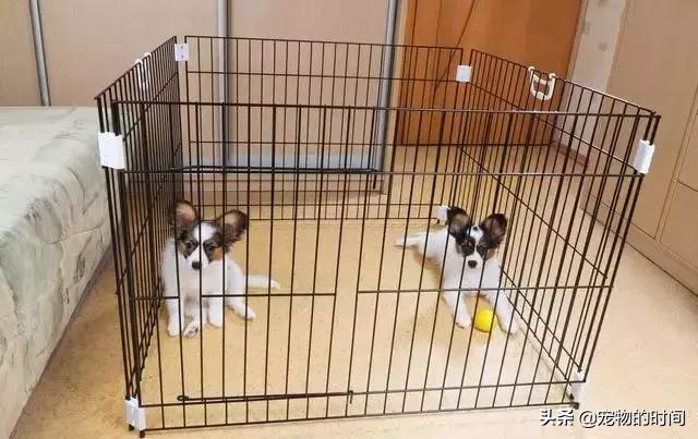 狗狗为什么放出笼子就乱拉乱尿,狗狗乱尿怎么办