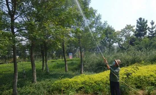 住宅小区园林植物的配置与养护,园林植物枯萎病的防治养护