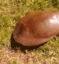 生物学的惊天大秘密,你不可不知的五十个生物学知识