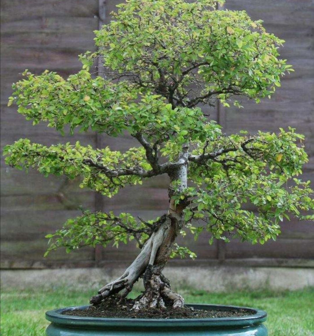 什么样的树耐寒常青可以做盆景,啥树适合做盆景的全过程