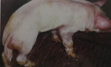 仔猪副猪病症状有哪些,哺乳仔猪副猪嗜血杆菌怎么治