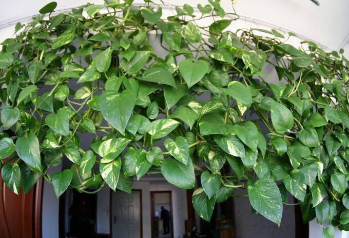 绿萝怎么养才能更旺盛叶小不绿,绿萝怎么养才能让它长得更茂盛