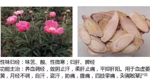 农村身边的中草药主治与功效,中草药全图谱与功效