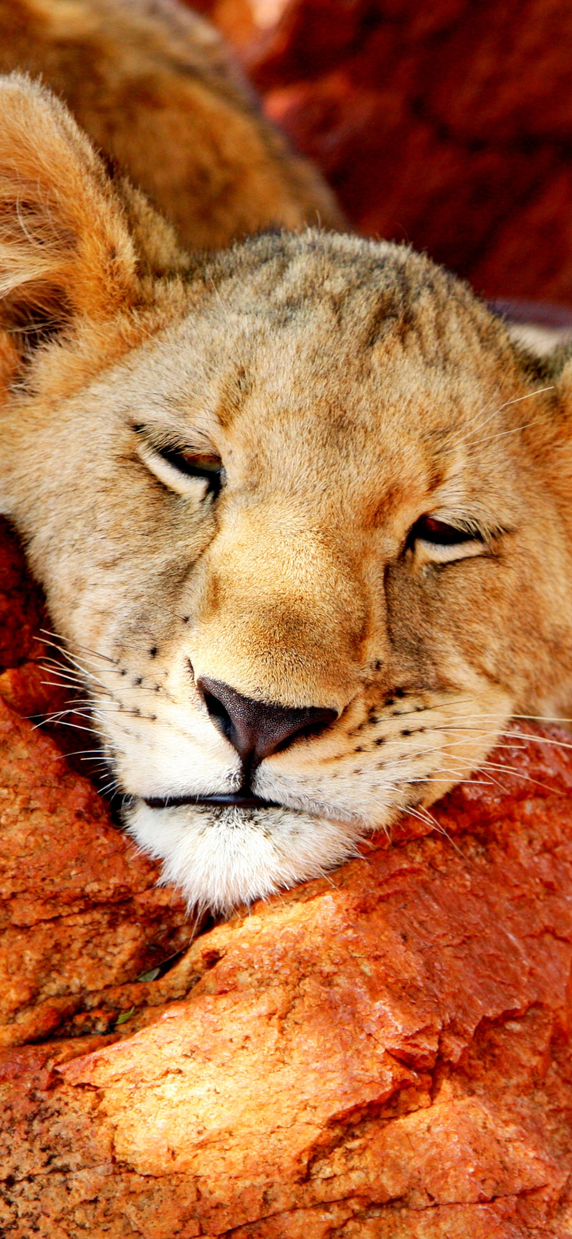 超级手机壁纸,超凶狮子壁纸