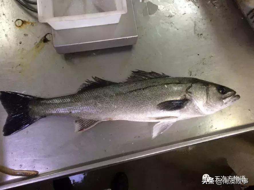 最受欢迎的海洋鱼排名,最受欢迎的十大海鲜