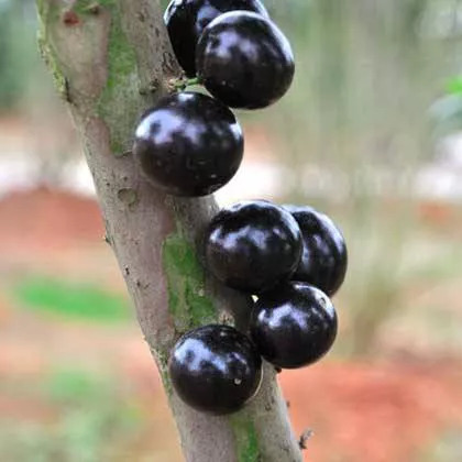 全部金木水火土五行五系植物介绍,五种植物代表五行