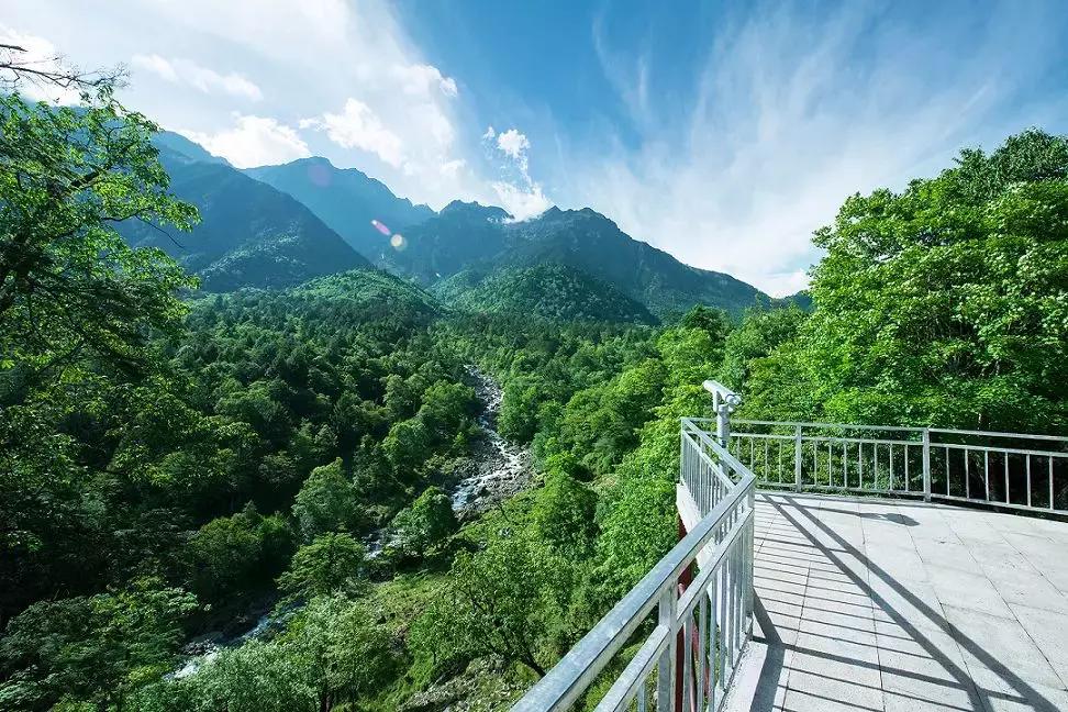 万亩杜鹃花开！邂逅野生水鹿，观云海住树屋，成都自驾3.5h就到！