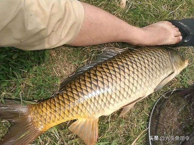 手竿钓大鱼的线组搭配,手竿钓大鱼线组配置