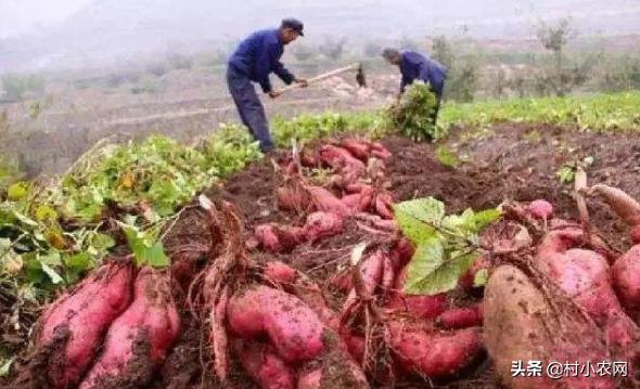 农村种植一亩红薯怎么能赚1万钱,农业种植致富项目红薯