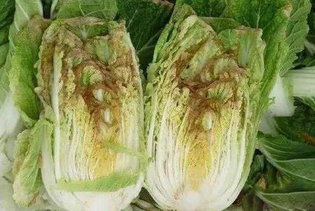 卷心菜和大白菜哪个更有营养,白菜娃娃菜生菜甘蓝