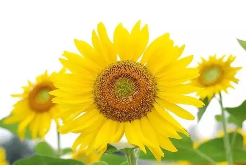 承包你的最美夏天！快来双流这个小普罗旺斯打卡