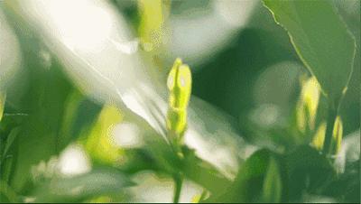 发酵4——茶饮，夏天的味道