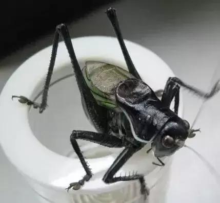 鸣虫油葫芦蝈蝈的区别,鸣虫示范蝈蝈蟋蟀油葫芦