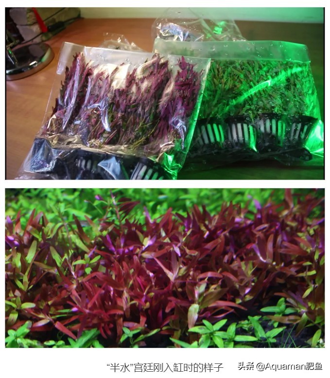 便宜又好养的水草推荐,好养又便宜的水草推荐