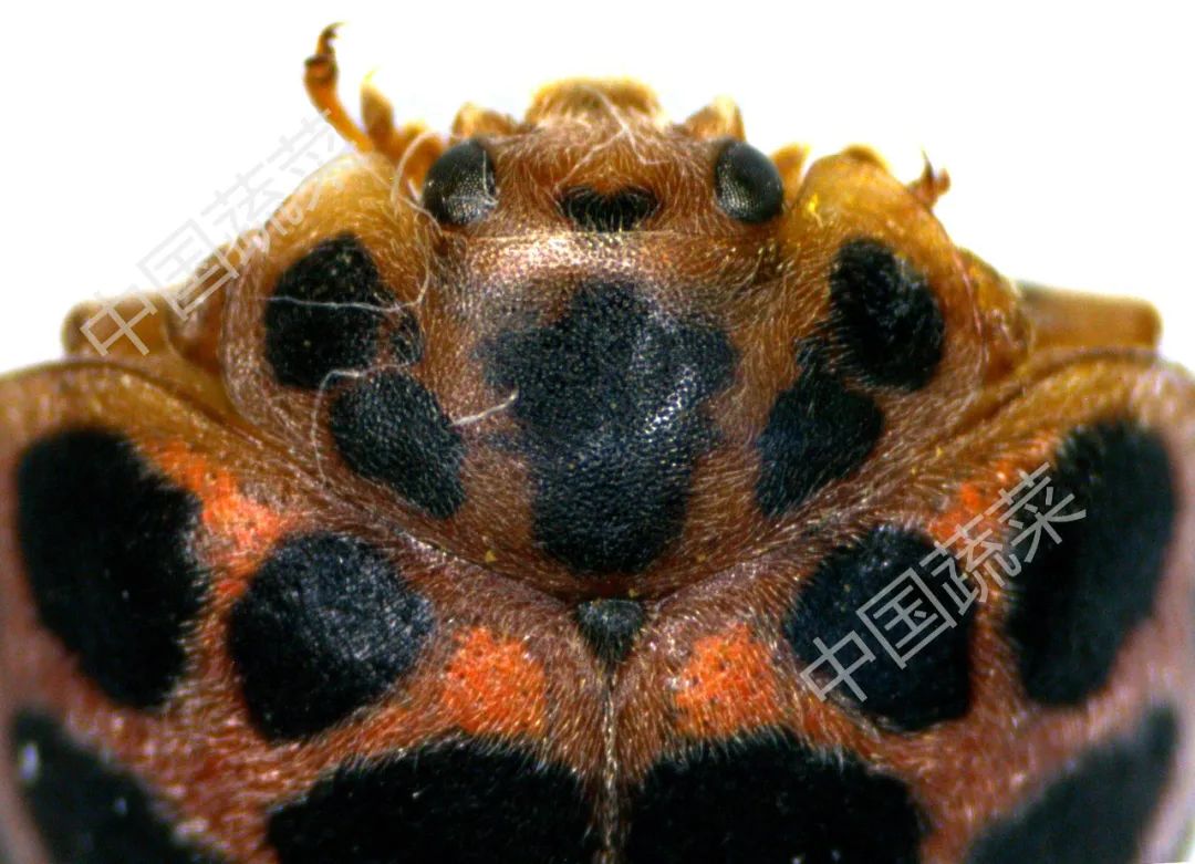 为什么马铃薯瓢虫只吃马铃薯,马铃薯瓢虫吃土豆吗