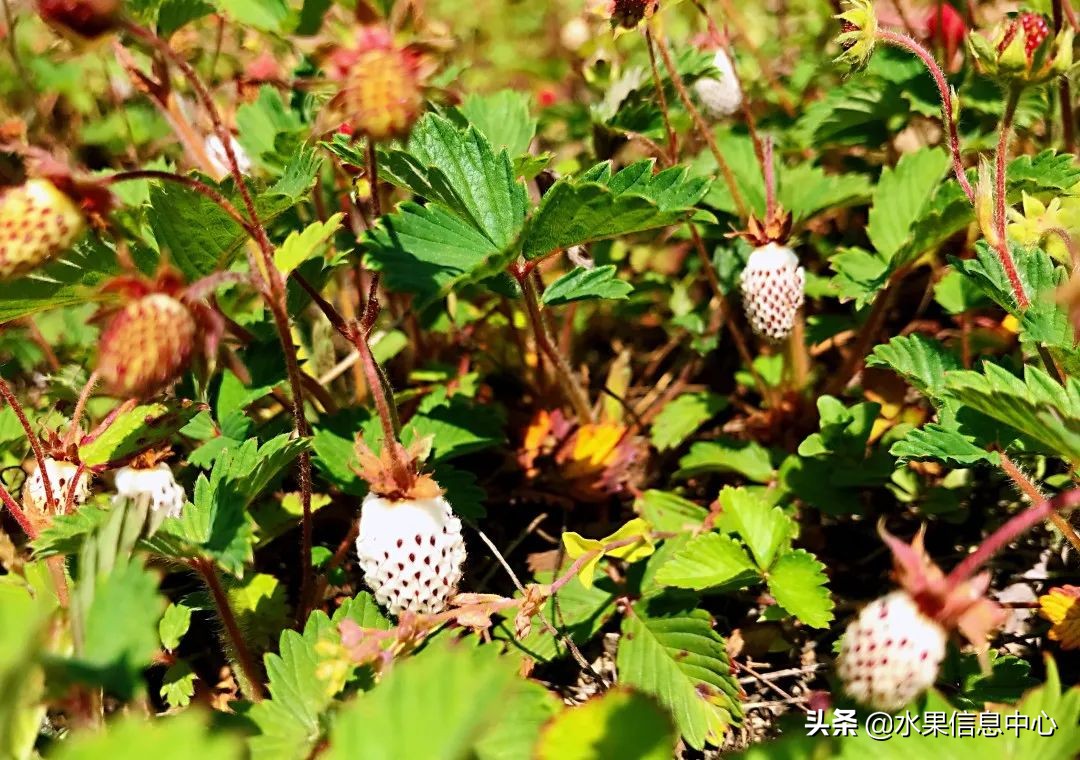 国内好吃的热带水果有哪些,小众水果推荐