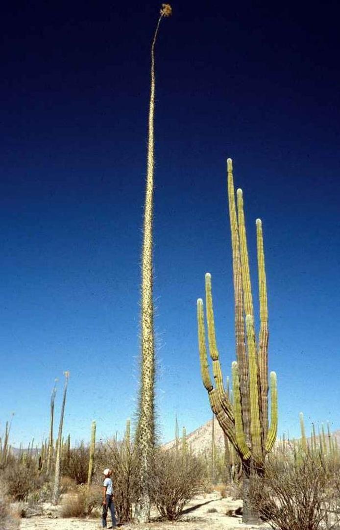 客厅最旺三种树好养,客厅最容易养的树
