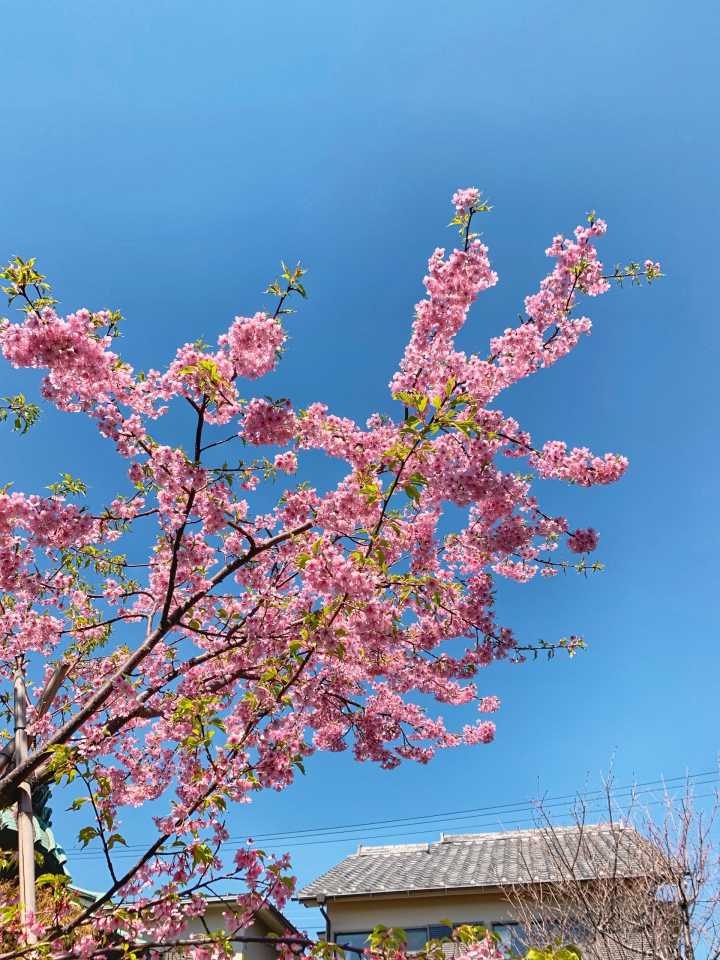 镰仓江之岛自驾游攻略,江之岛镰仓一日游最佳攻略