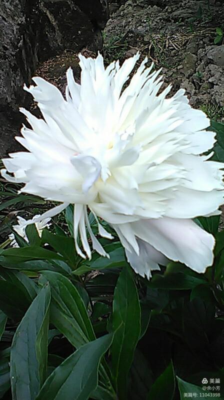 上海中山公园介绍,上海中山公园