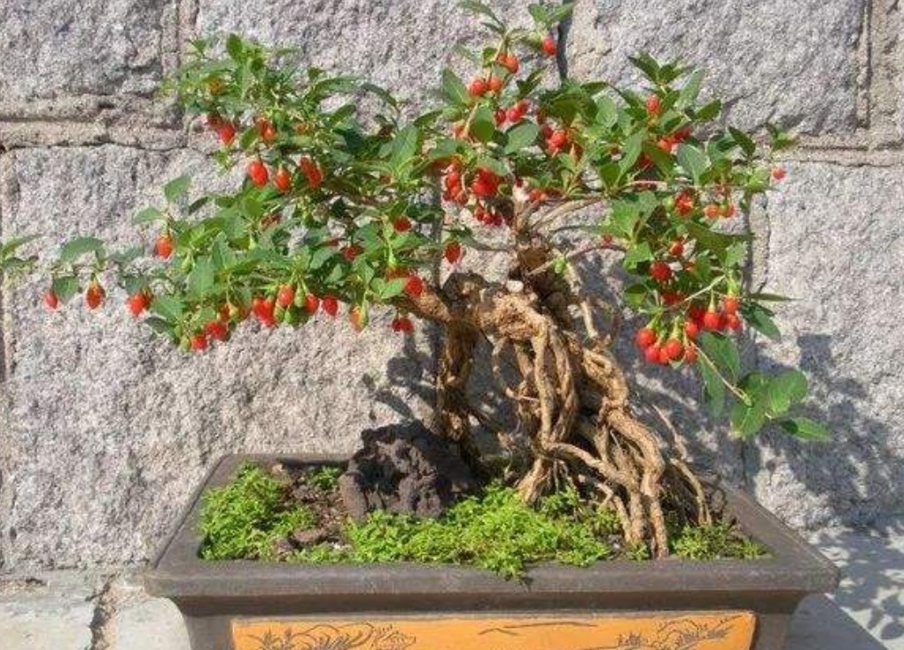 野采枸杞树怎么做盆景,怎么制作枸杞树盆景