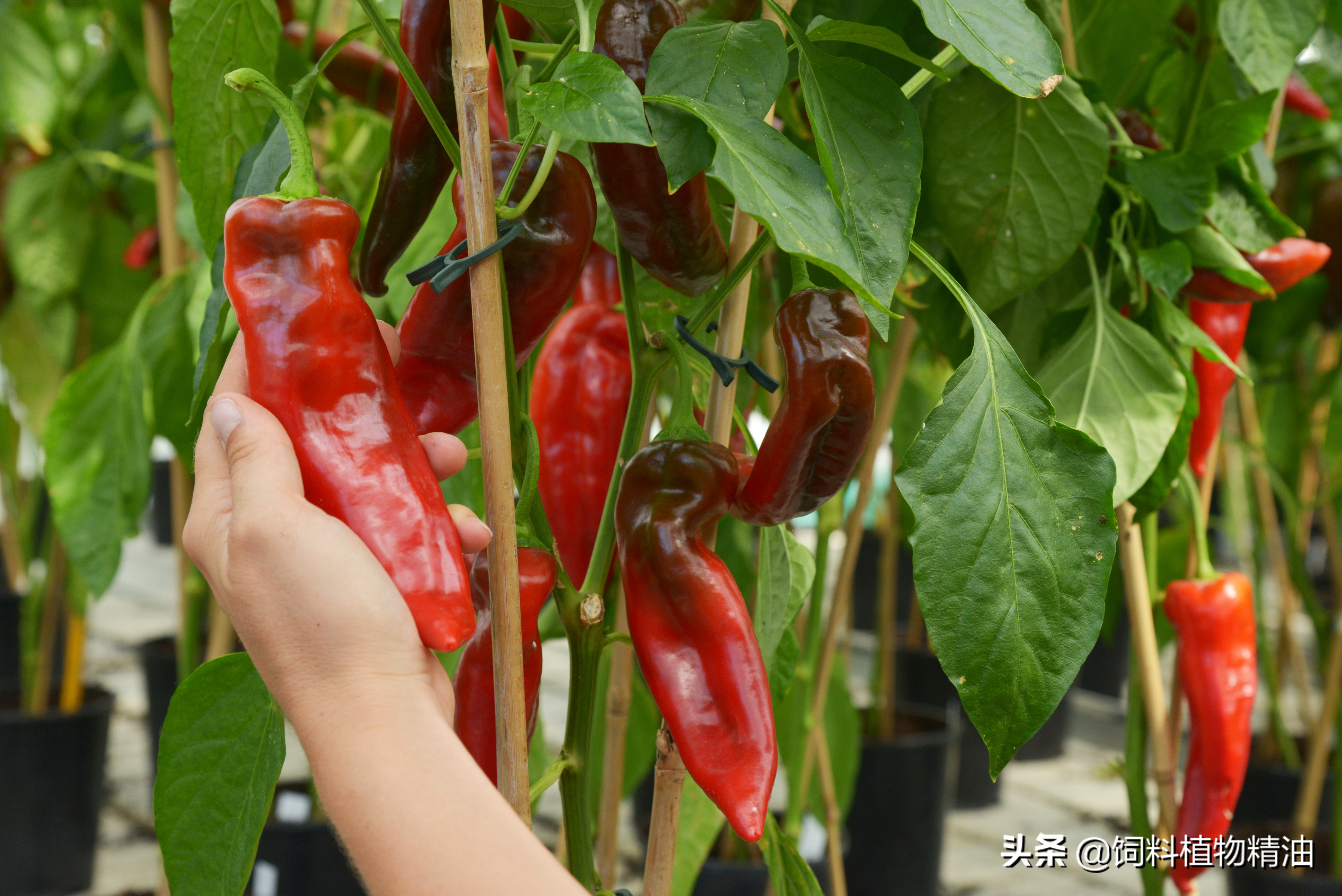 辣椒素在畜禽上的作用,大蒜素在畜牧生产中的应用