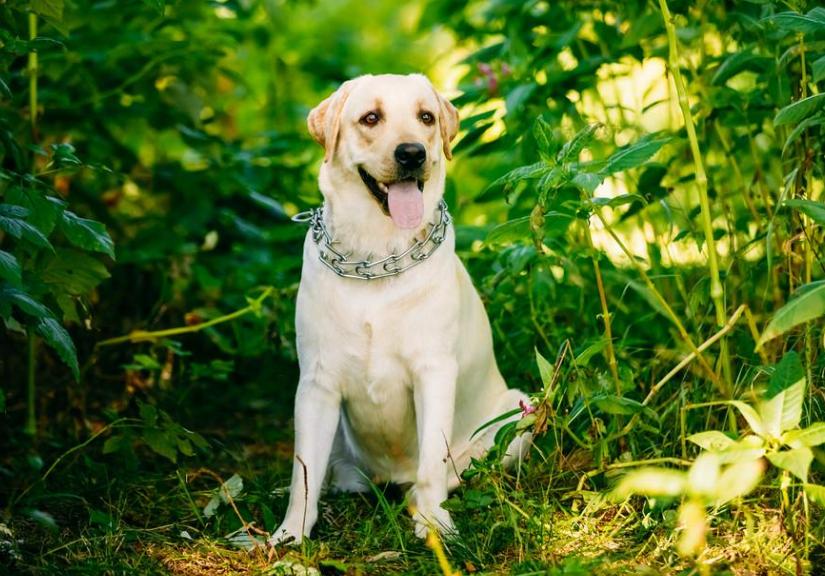 拉布拉多犬的四个缺点你能接受吗,拉布拉多犬不建议养的原因
