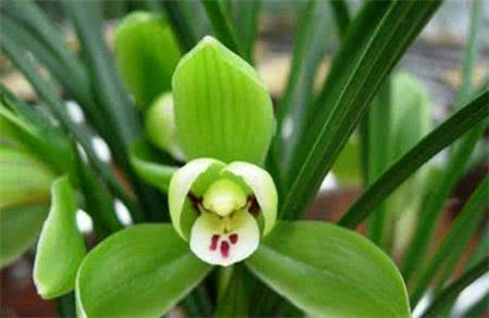 兰花有多少个品种哪些品种好看,兰花十大名贵品种有哪些