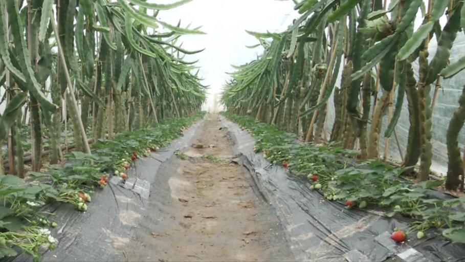 大棚火龙果收获,火龙果套种西瓜大棚