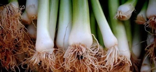 产妇月子餐可以吃葱姜蒜吗,产妇月子期间可以食姜醋吗