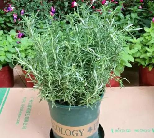 驱蚊效果好又耐养的花,驱蚊的花哪一种最好养