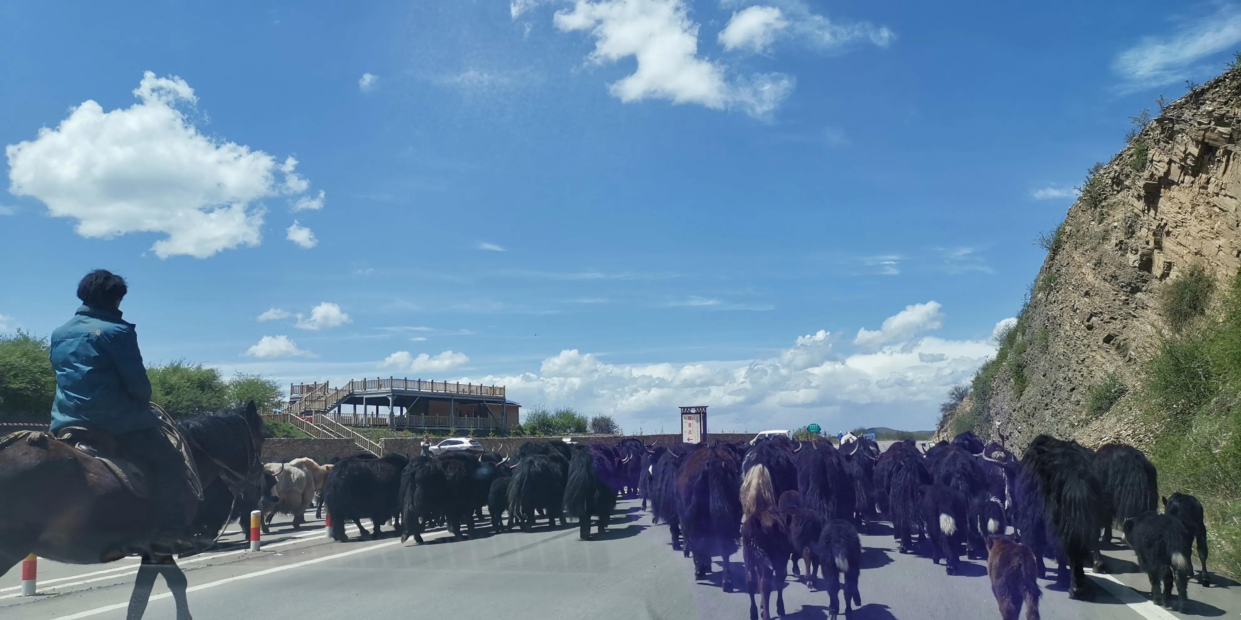 美不胜收的红原大草原,最美蓝天白云大草原