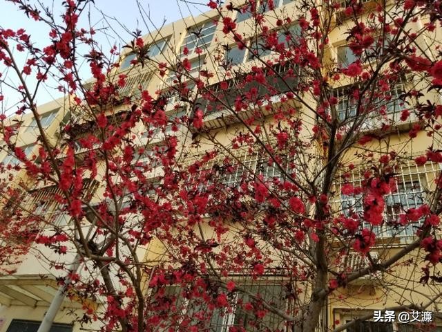 光影中的生灵仙鹤,光影生灵幻化图