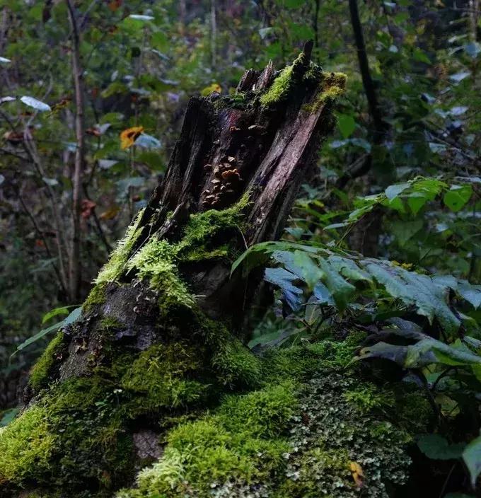 太委屈！因为冷门差点被错过——北川小寨子沟