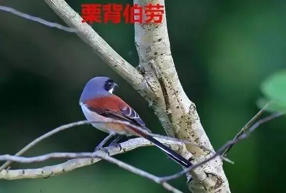 伯劳鸟饲养,没睁眼的伯劳怎样饲养