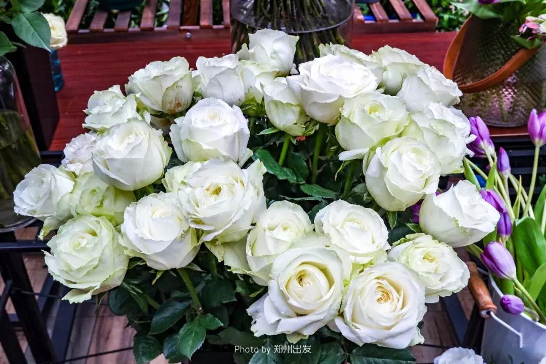 郑州三大花卉市场都是哪个,郑州哪个花卉市场最全