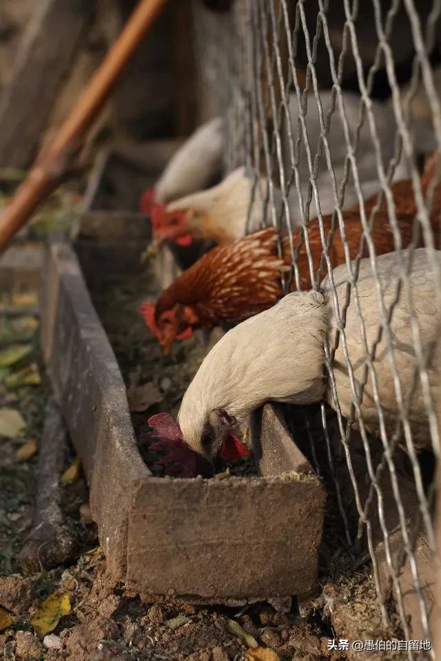 黄鼠狼偷鸡是晚上偷还是白天偷,黄鼠狼进入民宅偷鸡