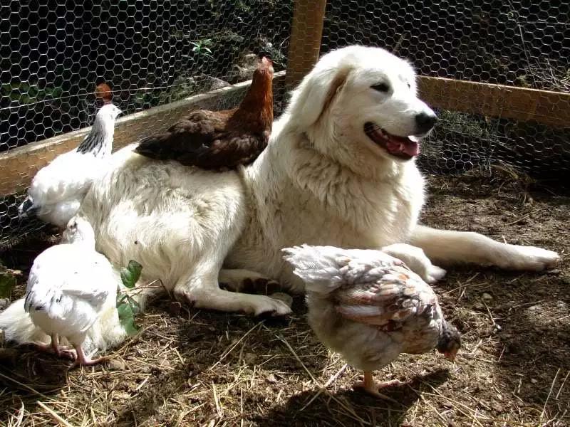 令人惊叹的狗狗品种你一定要了解,这些不常见的狗狗品种你认识几个