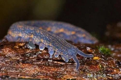 最强节肢动物排行榜,攻击力最强的十种节肢动物