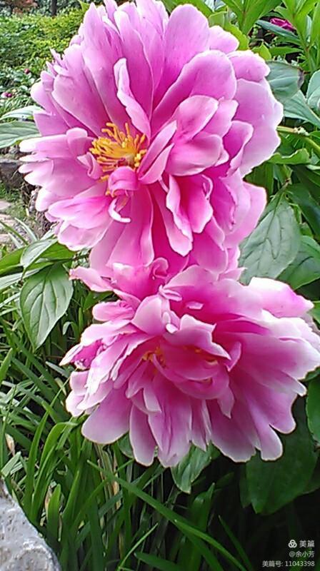 上海中山公园介绍,上海中山公园